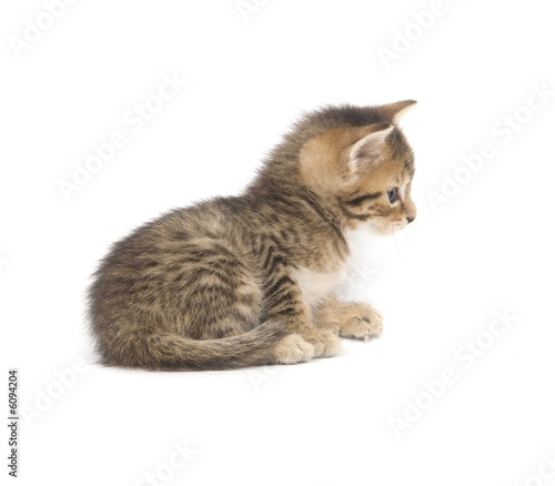 Tabby kitten resting on white background