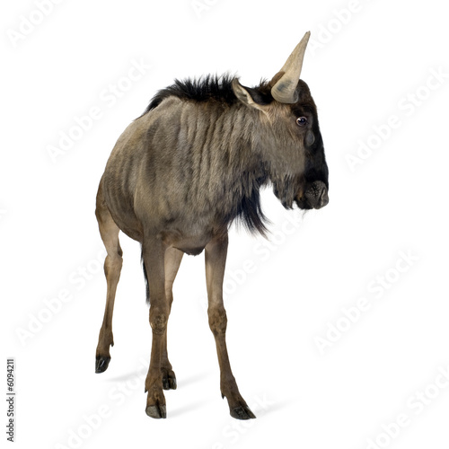 Blue Wildebeest - Connochaetes taurinus