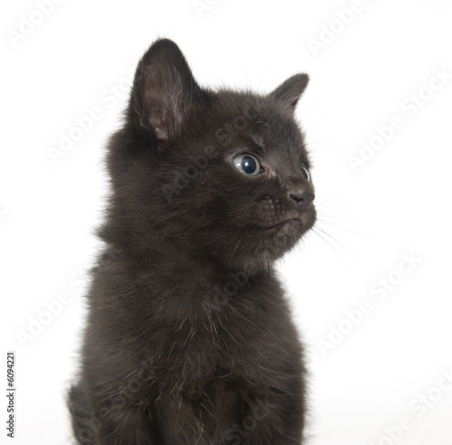 Black kitten on white background