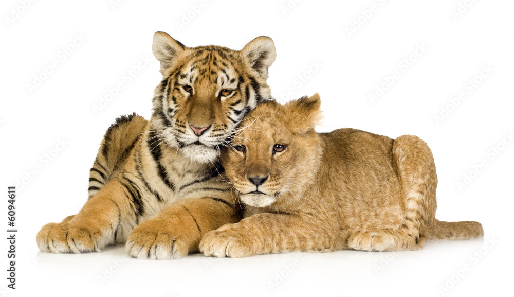 Naklejka premium Lion Cub (5 miesięcy) i tygrys (5 miesięcy)