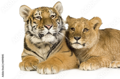 Lion Cub (5 months) and tiger cub (5 months) © Eric Isselée