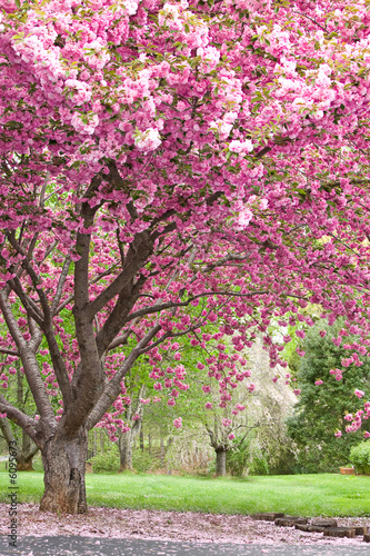 Fototapeta pink flowering cherry trees