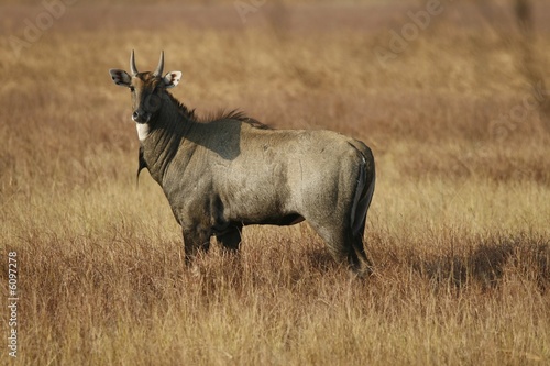 Canvas Print Blue Bull or Nilgai