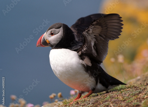 Puffin goitg to fly © leksele