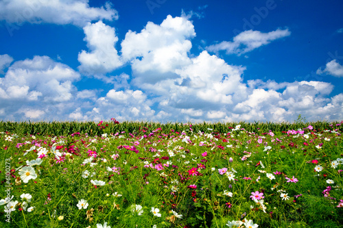 Champ fleuri avec ciel bleu et nuages