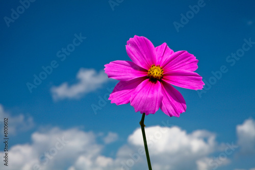 Fleur violette sous ciel bleu avec nuages