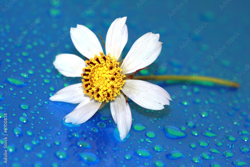 close-up of chamomile with water drop, macro close-up of chamomile with water drop, macro