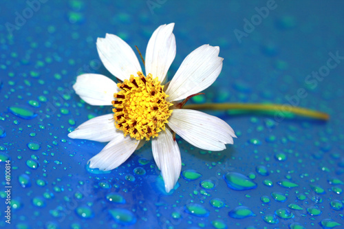 close-up of chamomile with water drop, macro
