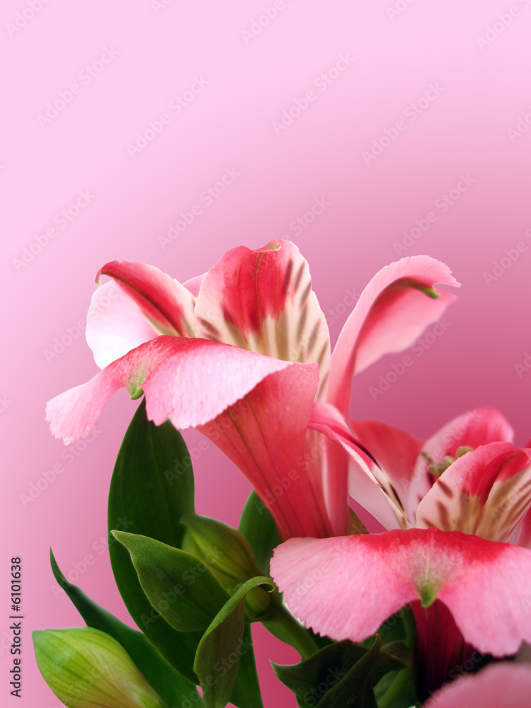 flowers with space on pink background for decoration