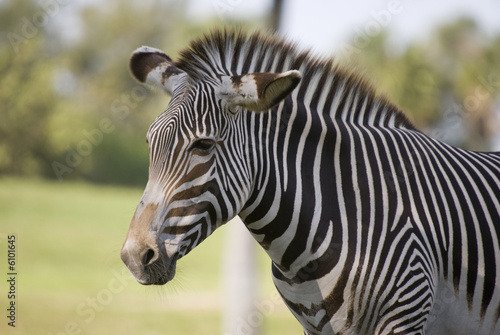 Zebra © Stephen Meese