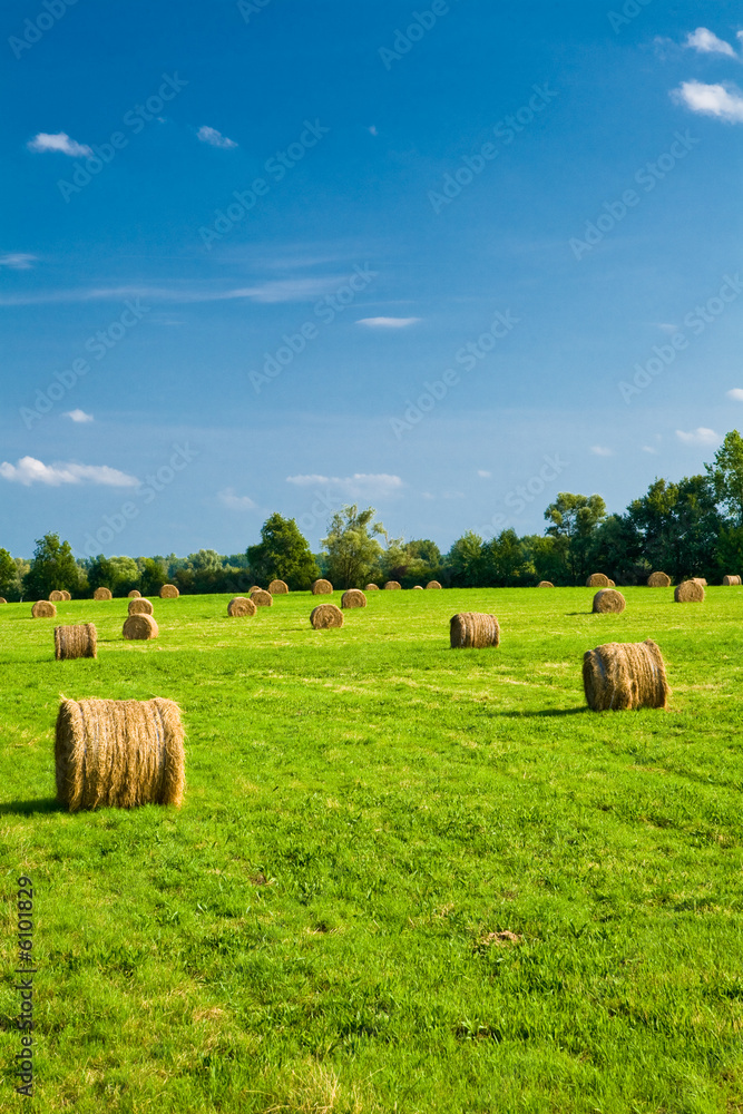 balots de foin dans un champ balots de foin dans un champ