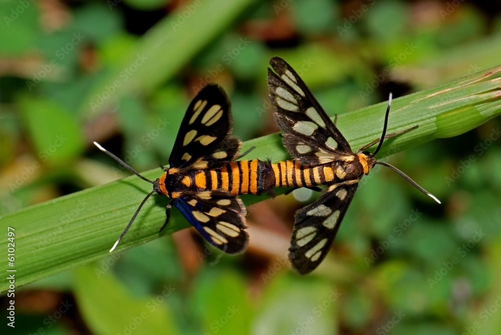 Amata sp moth in the gardens