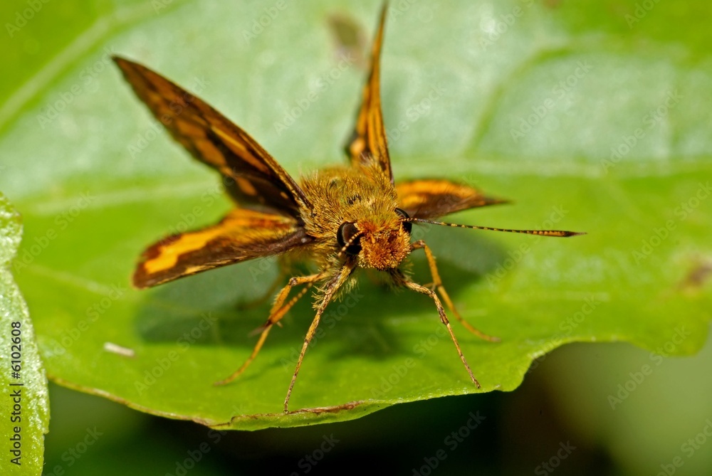 Obraz premium Delaware skipper and leaf in the gardens