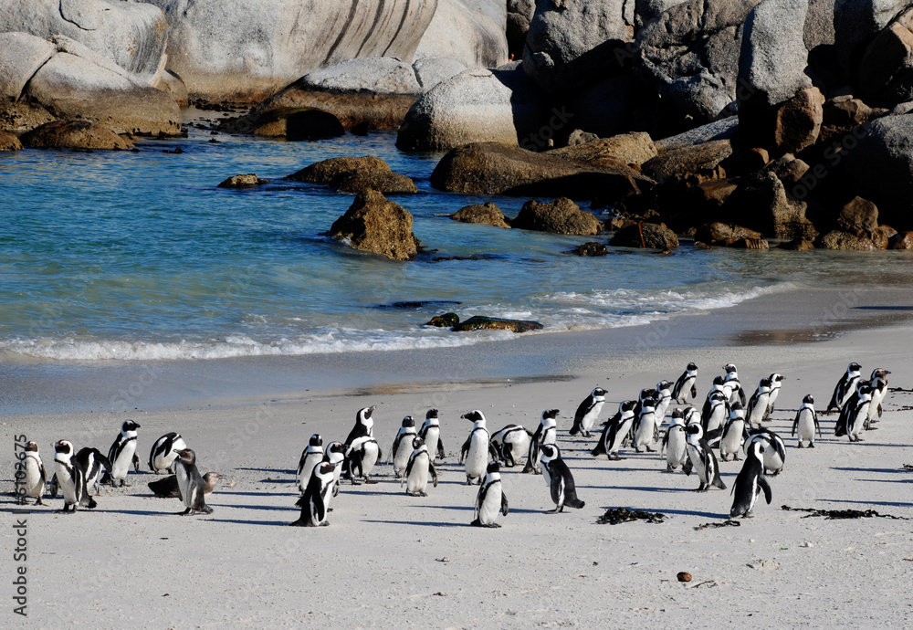 Fototapeta premium african penguins on the beach of Atlantic Ocean(South Africa)