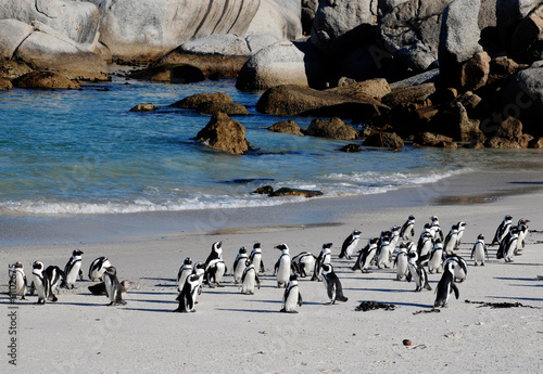 african penguins on the beach of Atlantic Ocean(South Africa)