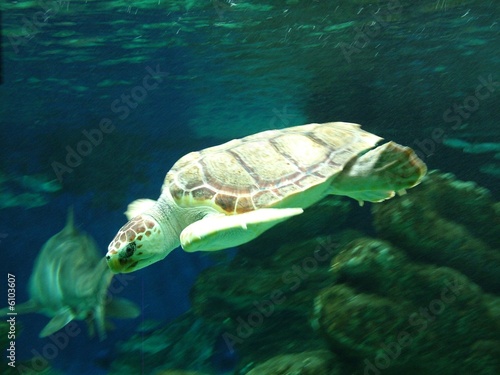 Sea Turtle