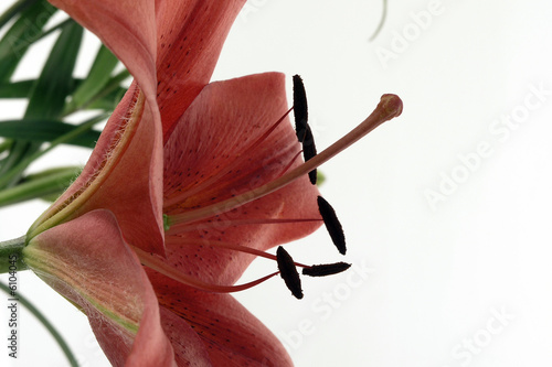 Orchid Profile