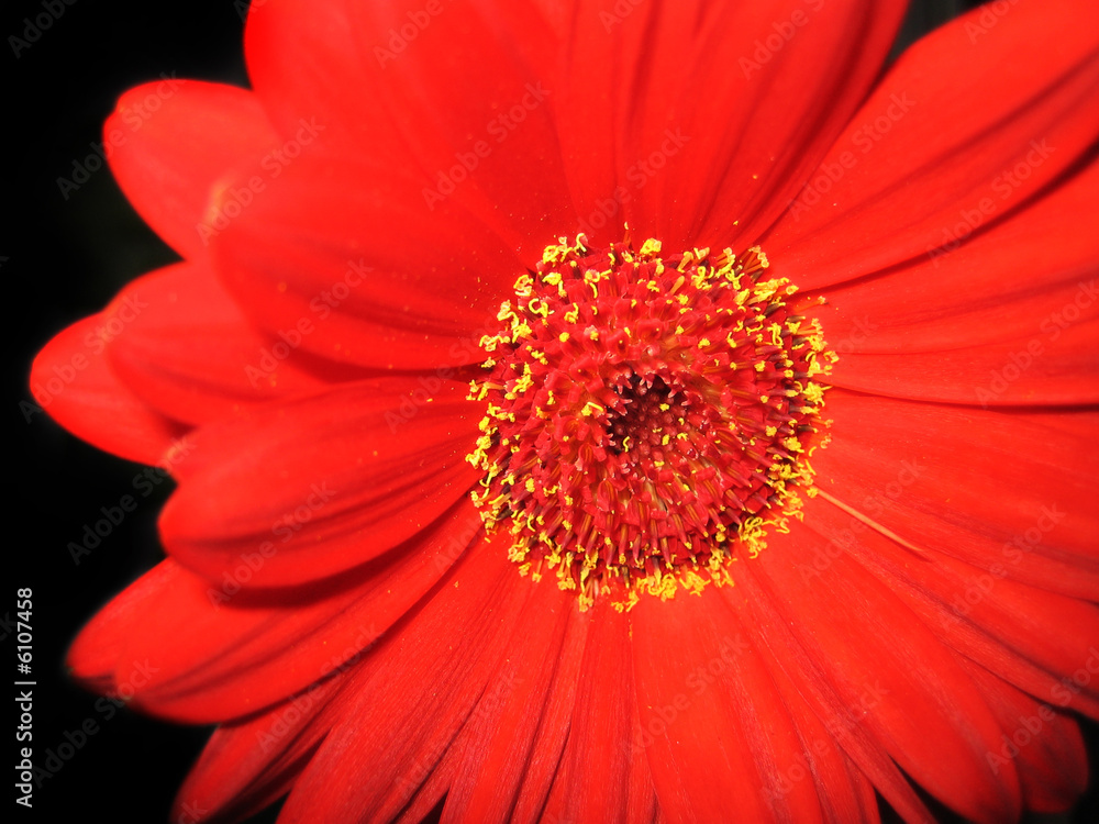 gerbera rot gerbera rot