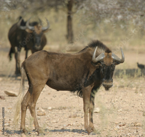 Hartebeest Bulle