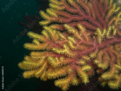 Paramuricea clavata bicolore