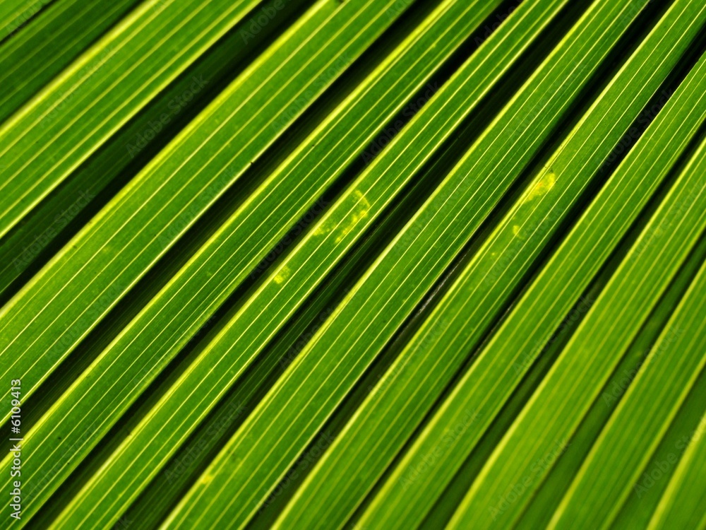 Folha de bananeira Folha de bananeira