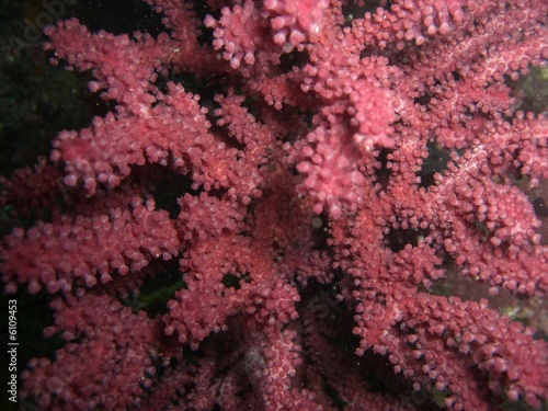 Paramuricea clavata