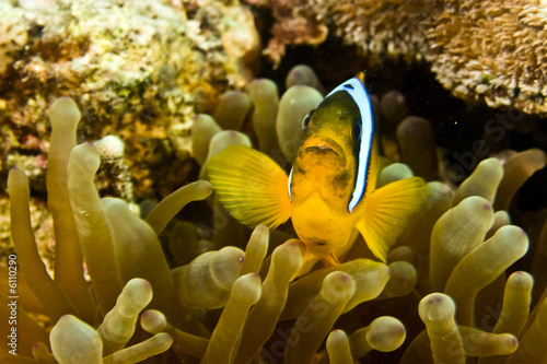 anemone and anemonefish photo