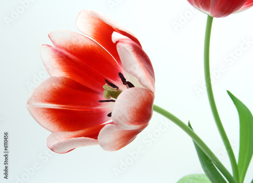 Tulips Red and White