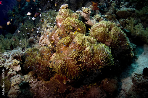 anemone and anemonefish