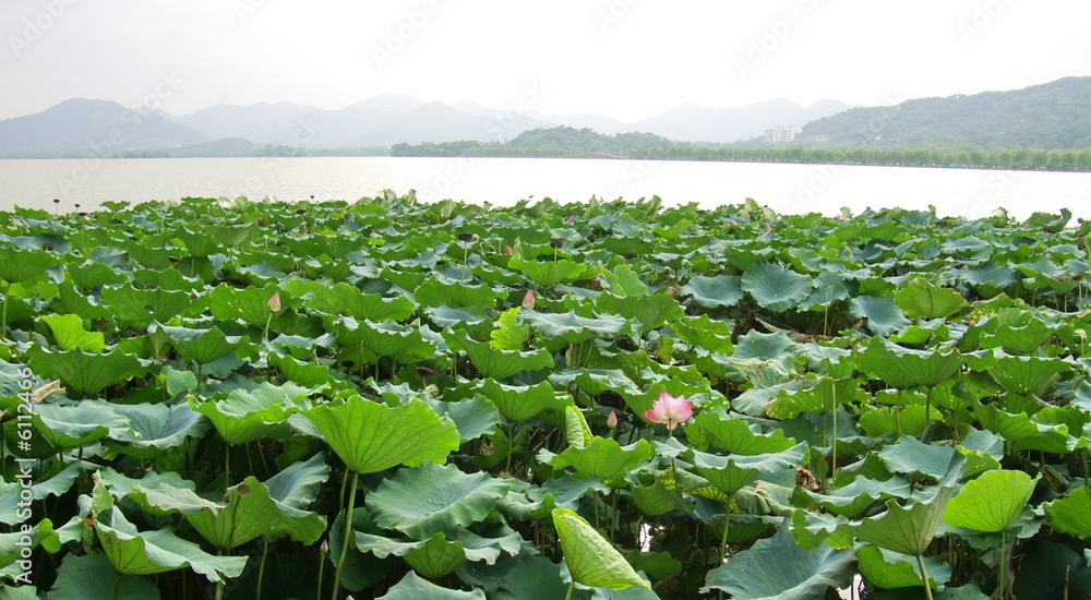 Champs de lotus sur le lac  Hangzhou, Chine
