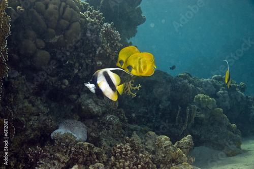 butterflyfish and bannerfish