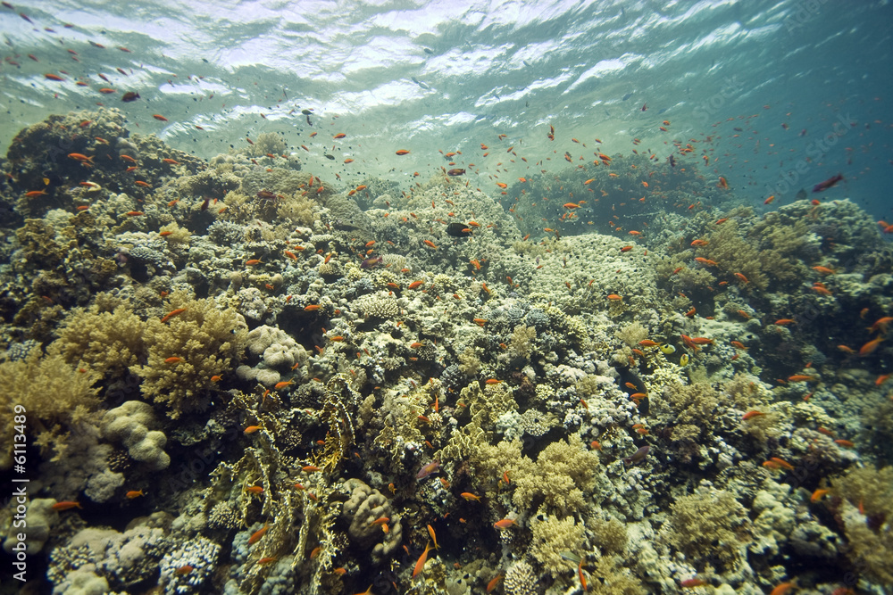 Fototapeta premium coral at Tiran