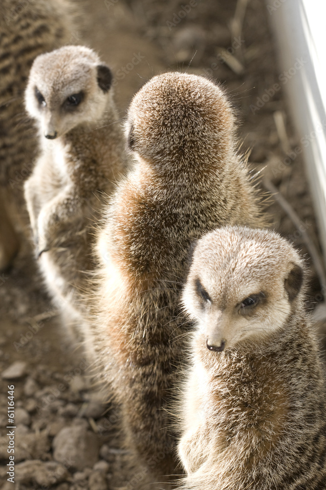 Fototapeta premium suricate