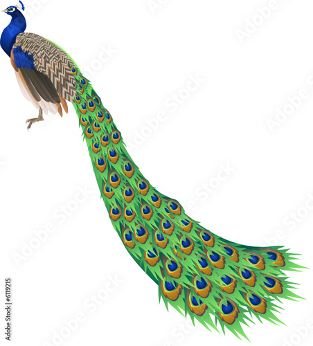 Peacock