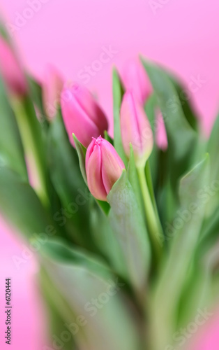 A bunch of pink tulip with special effect focus