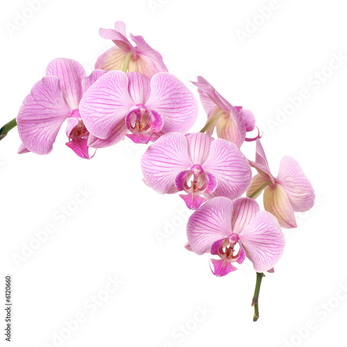Orchid on a white background
