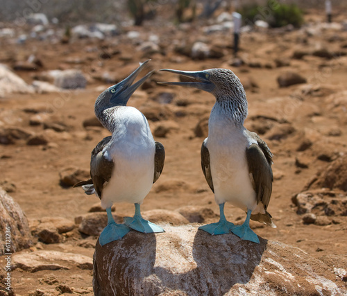 blue-footed boobies, galapagos islands, ecuador.