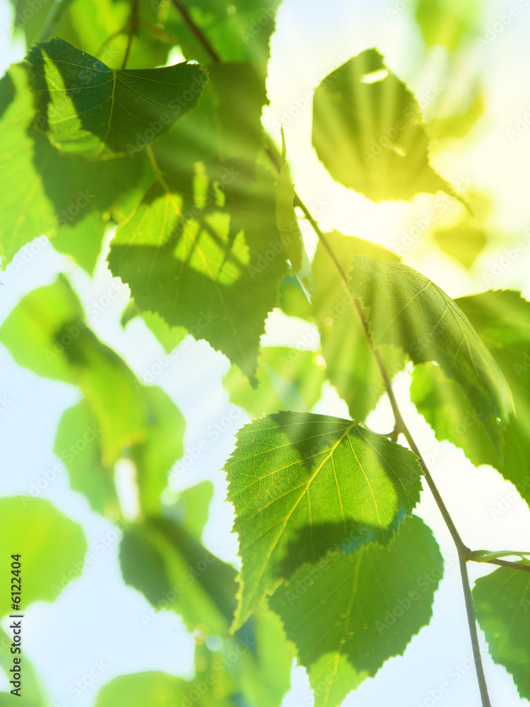 Fototapeta premium Leaves of birch with bright sun