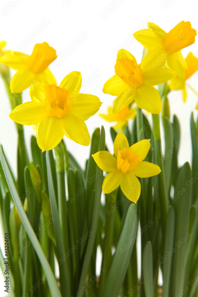 Yellow narcissuses over white background Yellow narcissuses over white background