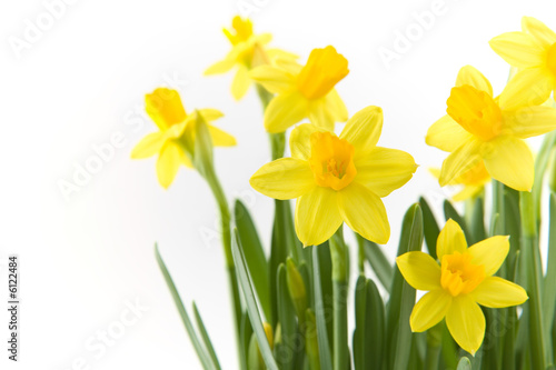 Tela Yellow narcissuses over white background