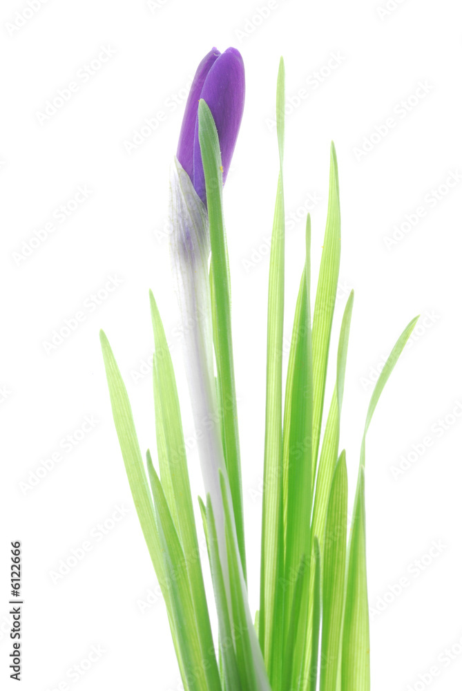Fototapeta premium violet crocus flower
