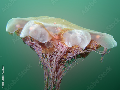 Lion's Mane Jellyfish