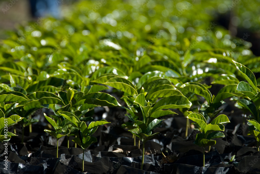 Obraz premium Coffee Plants