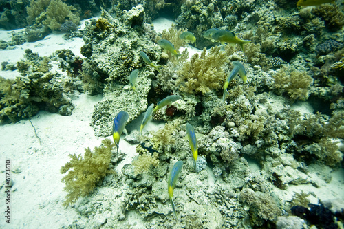 yellowsaddle goatfish (parupeneus cyclostomus) photo