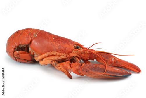 lobster isolated on white background