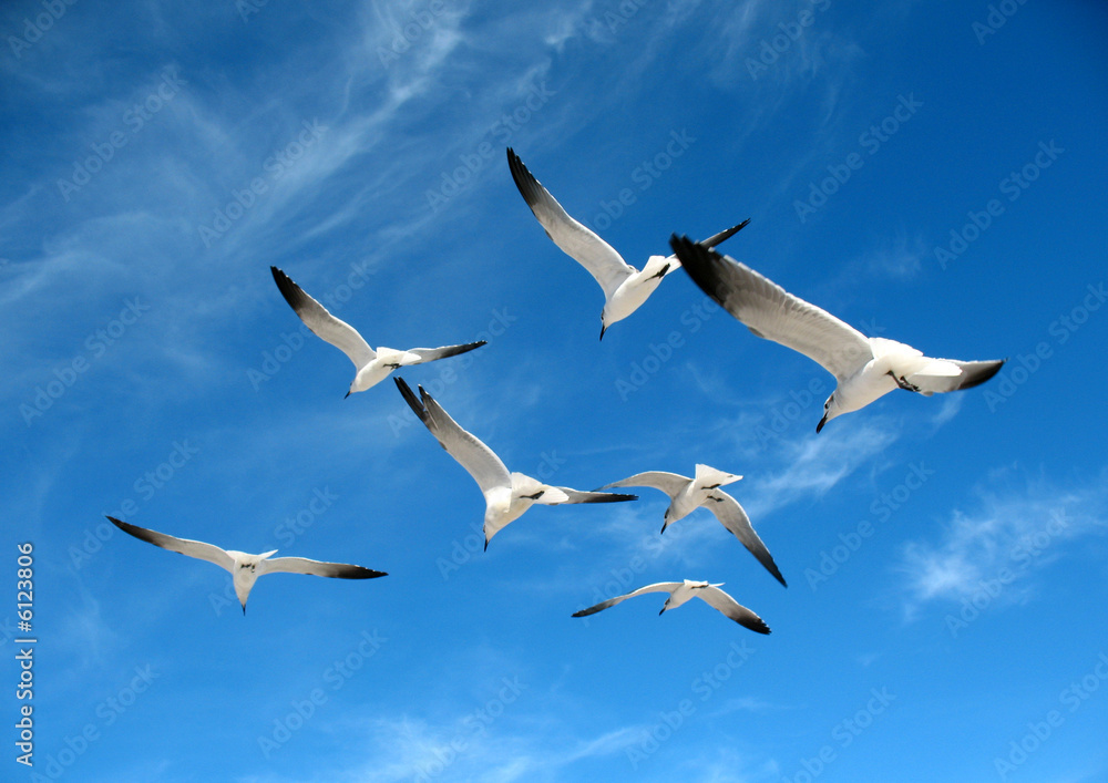 Fototapeta premium Seagulls