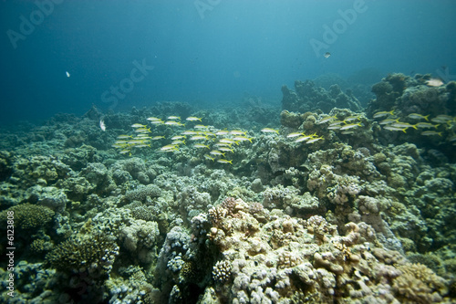 yellowfin goatfish (mulloidichthys vanicolensis)