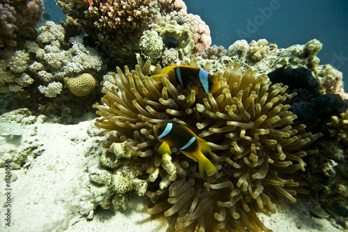 bubble annemone and anemonefish