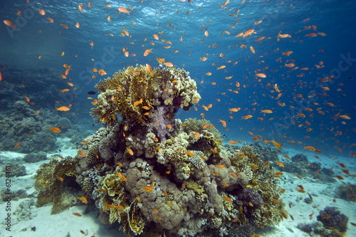 Fototapeta Naklejka Na Ścianę i Meble -  coral at Tiran
