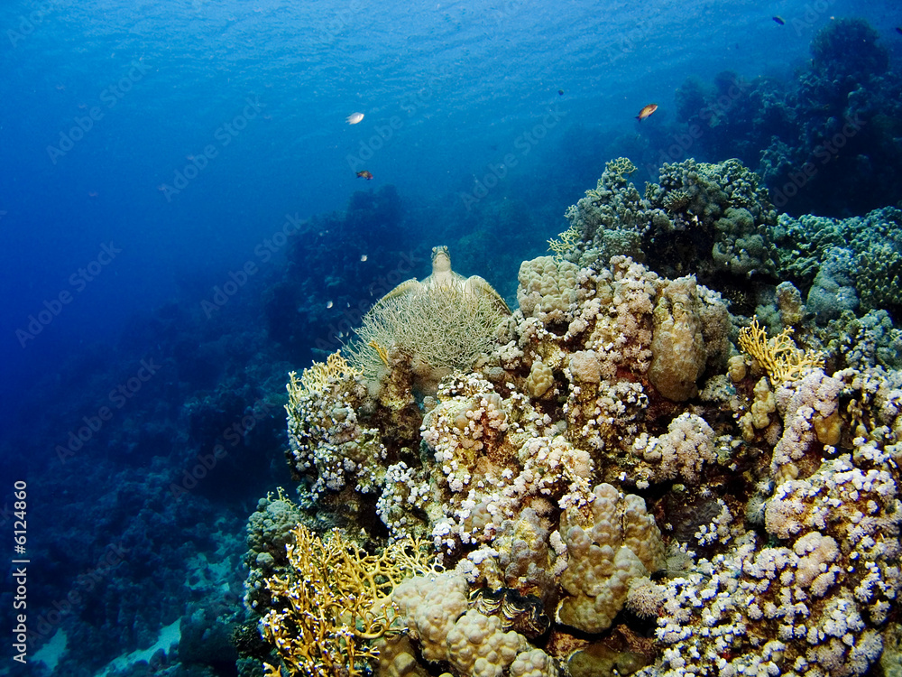 Turtle, fish and corals of the Red Sea Turtle, fish and corals of the Red Sea